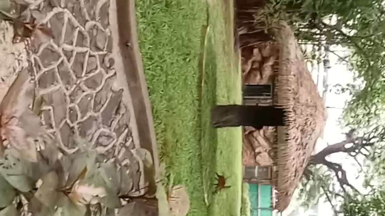 Deer Enjoying Trening video
