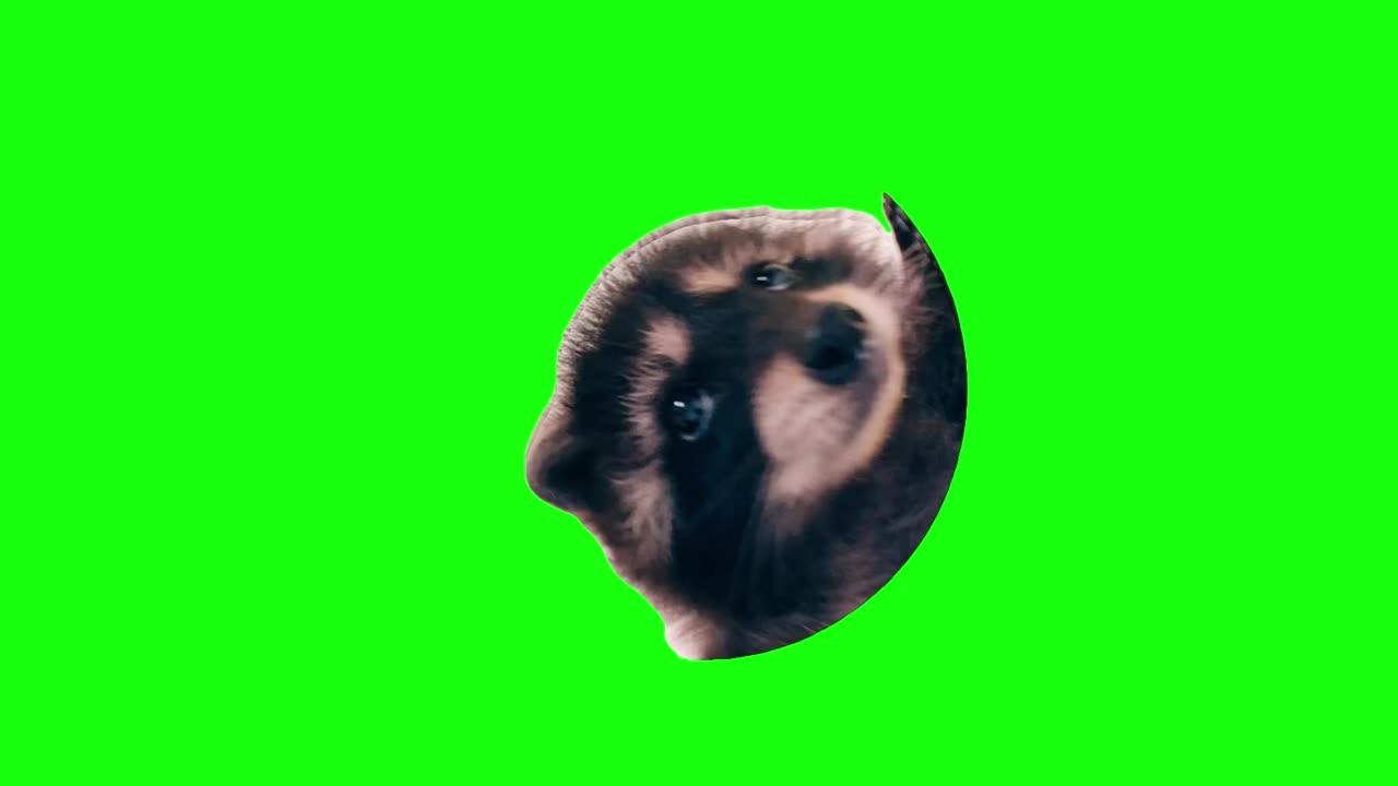 Raccoon Dancing in a Circle | Green Screen