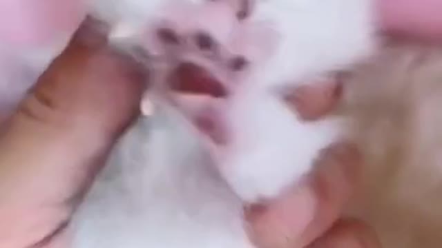 cute baby kittens