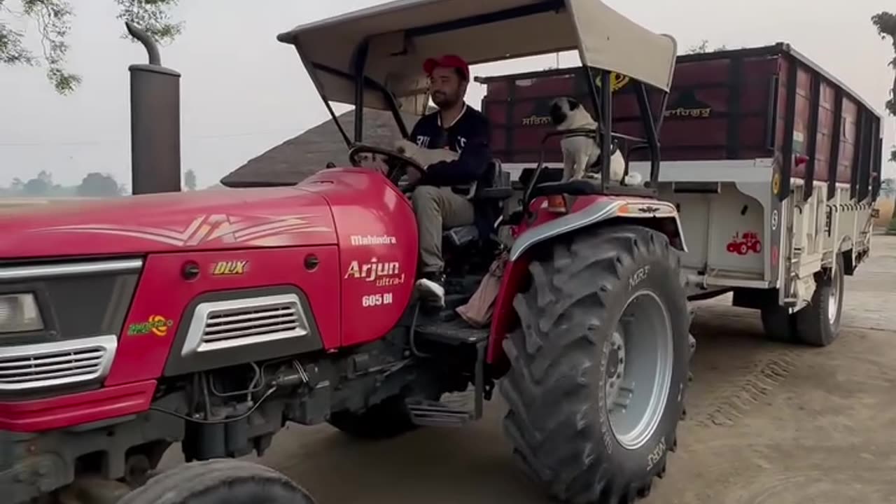 Dodo and shooter riding a tractor 🚜 🐕🐶😅