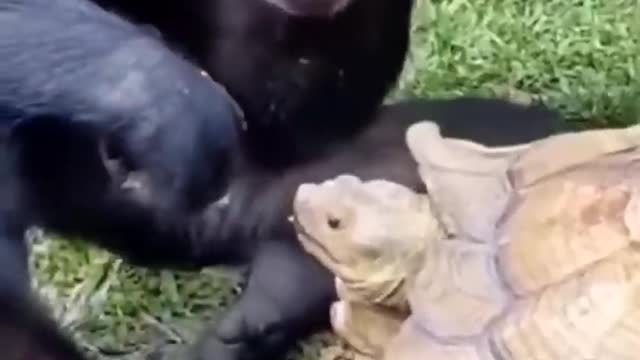 Dosti gorilla and tortoise