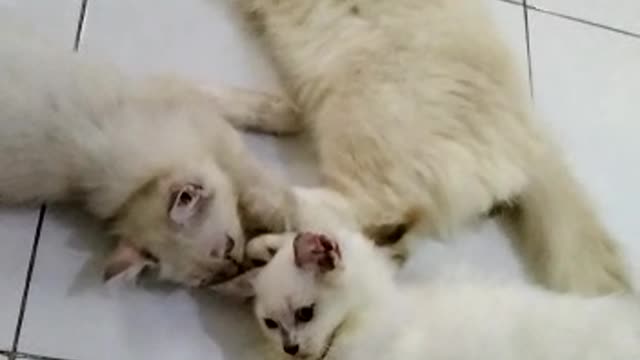 Kucing lucu kucing cantik