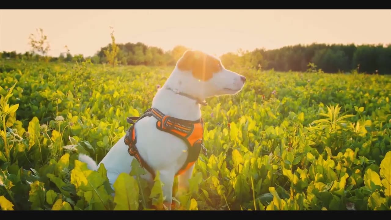 Dog Stock Footage _ Pet _ Animal _ Free HD Videos