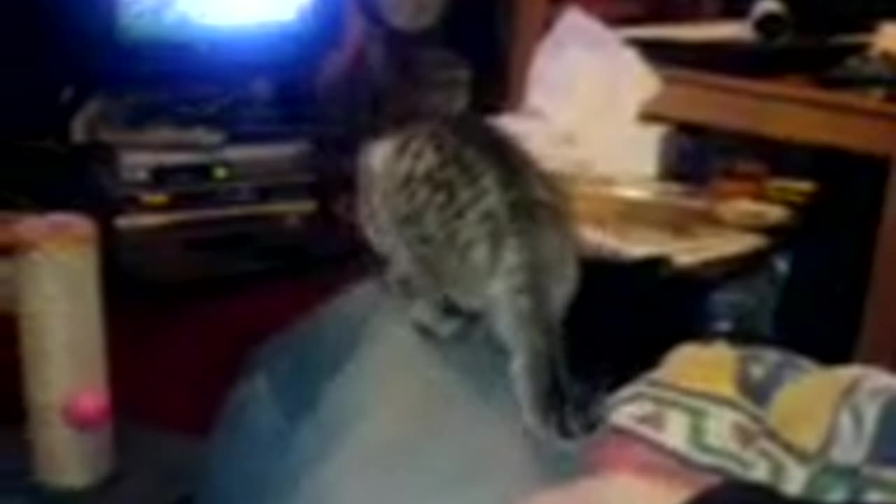 Oscar the Kitten Playing in the Lounge