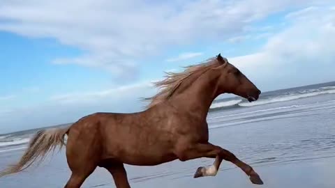 FREEDOM Horses Are Such Amazing Animals