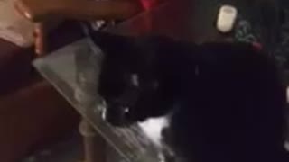 Cat Jumps desperately onto pet owner wants to go with him outside Meow Meow Jump