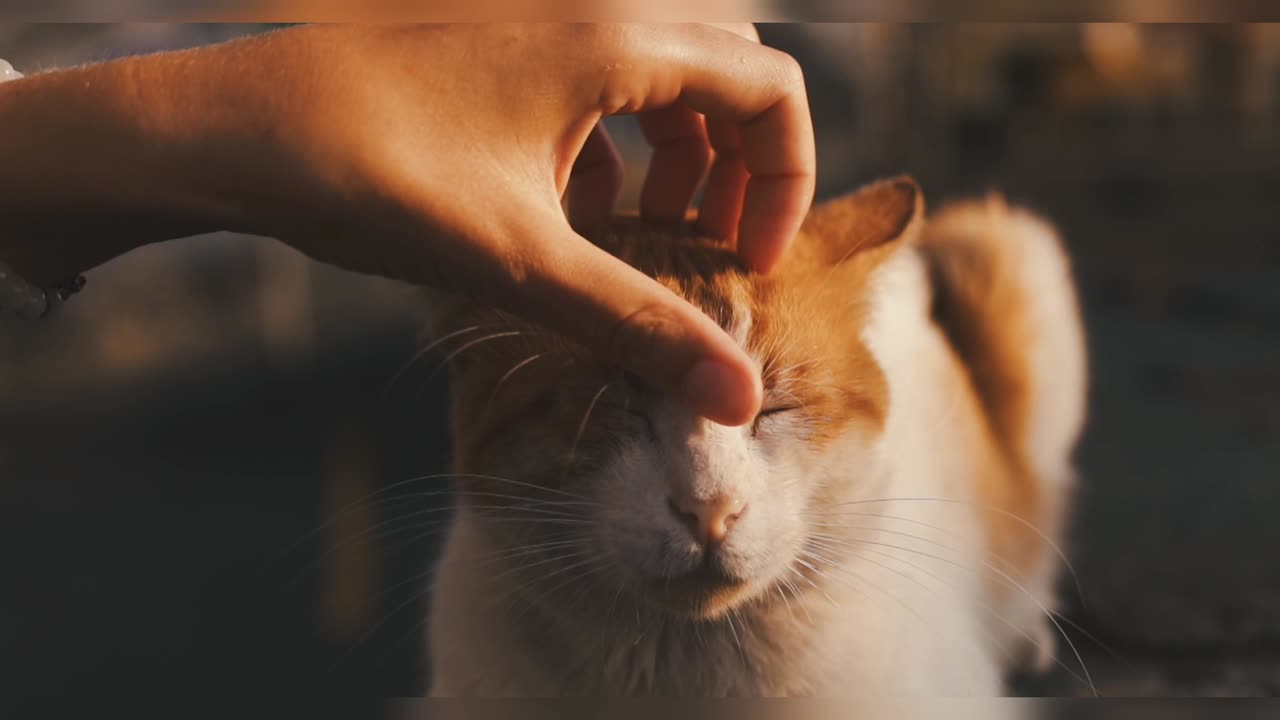 The Most Relaxing Cat You'll Ever See | viral vibes