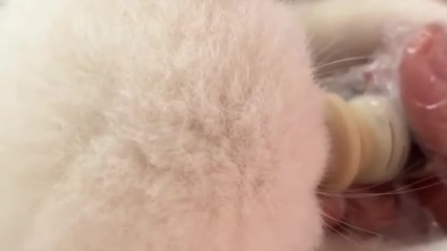 Look at her ears.🥺