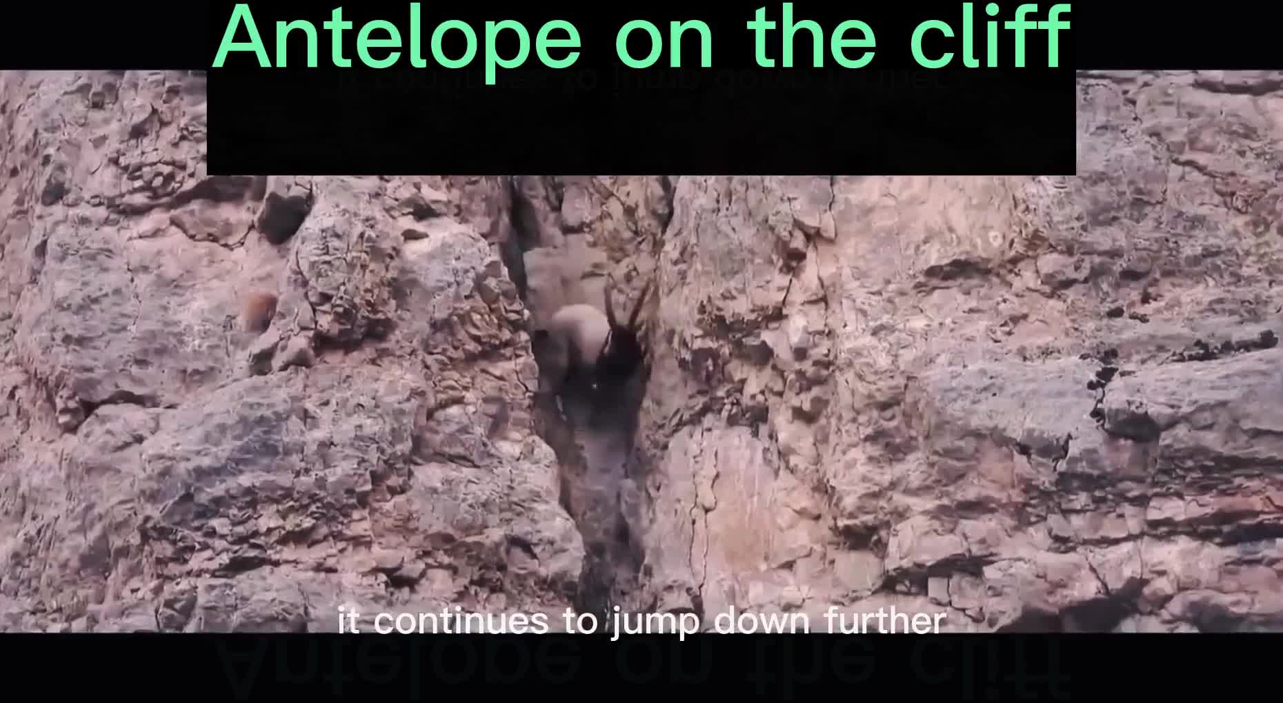 Antelope on the cliff