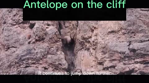 Antelope on the cliff