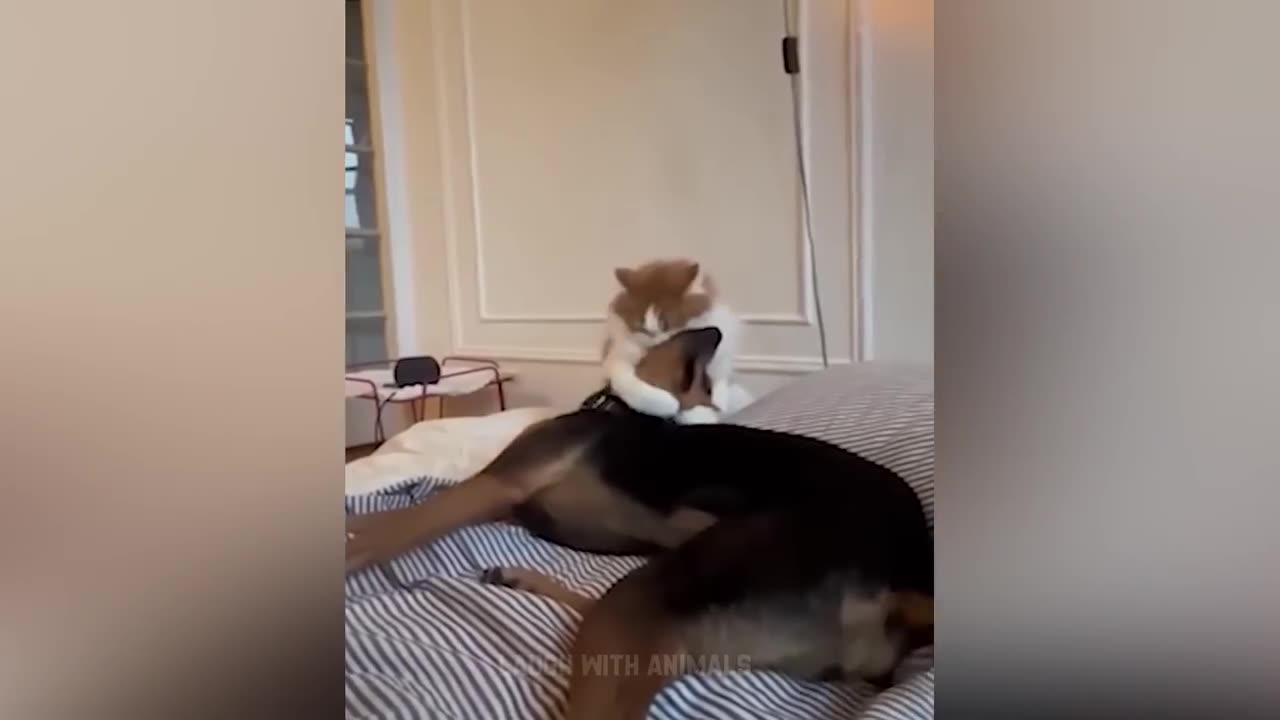 Funniest Animals - Funny Cats and Dogs - Funny Animal Videos