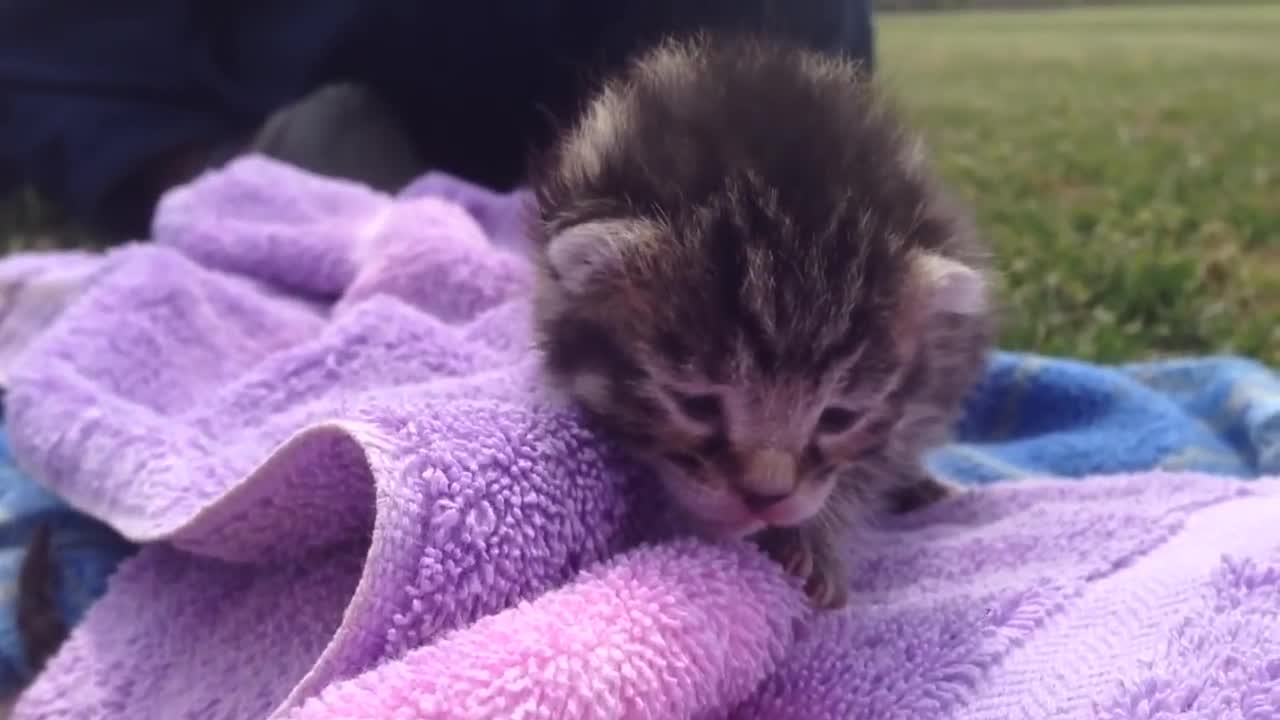 kitten, 9 days old, crying with maximum cuteness