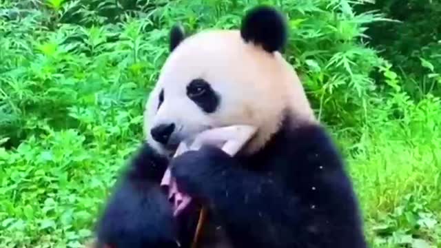 Panda Eating Bamboo Shoot