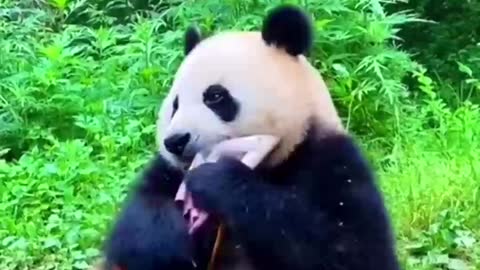 Panda Eating Bamboo Shoot