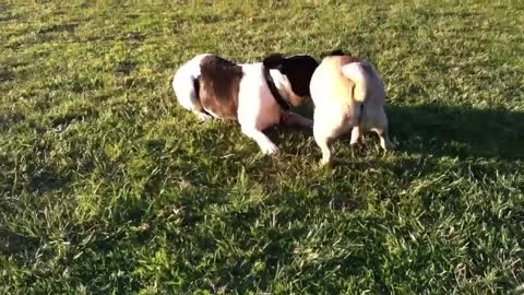 Dog Fight French Bulldog Vs Pug