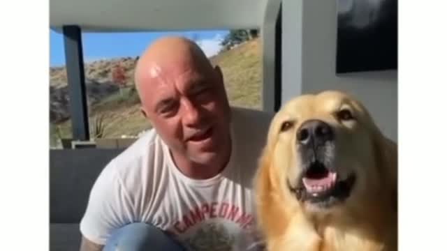 A dog's daily routine