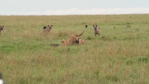 Hyena Lion Conflict 1-6