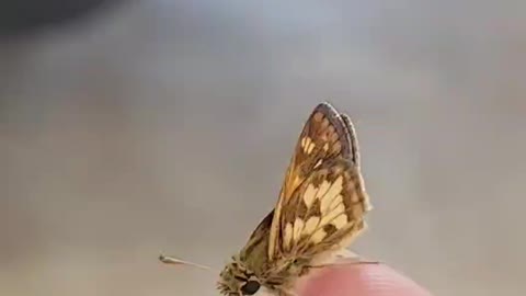 Tiny butterfly