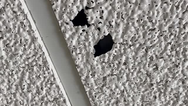 Mystery Flapping in Ceiling