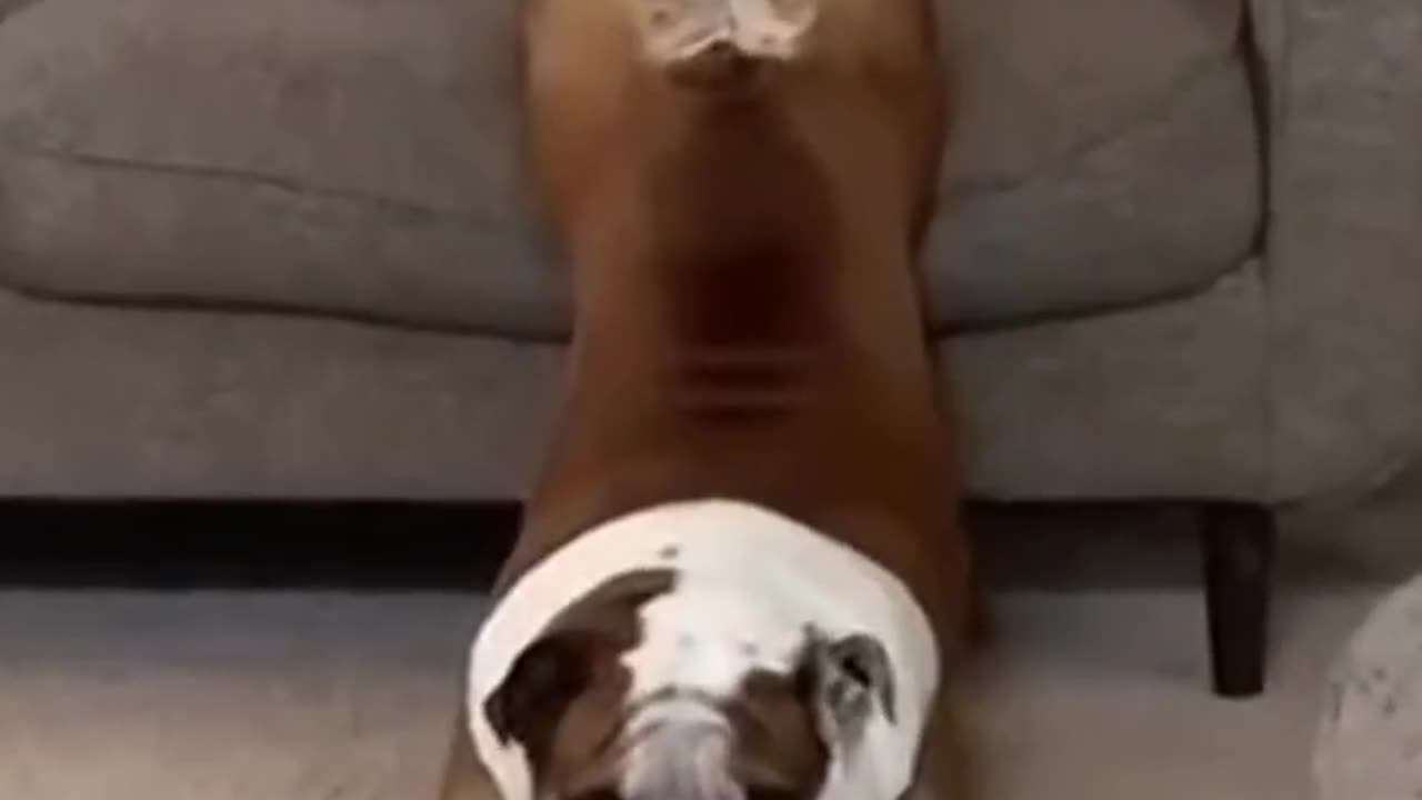 Dogs attack😂 Cats Dogs Pets laugh viral video🦮
