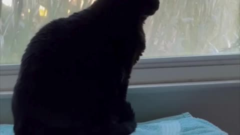 Cute Precious Piper Enjoys the Beginning of a New Day - Adopting a Cat from a Shelter Vlog #shorts