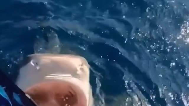 Funny animals, scary shark goes after diver