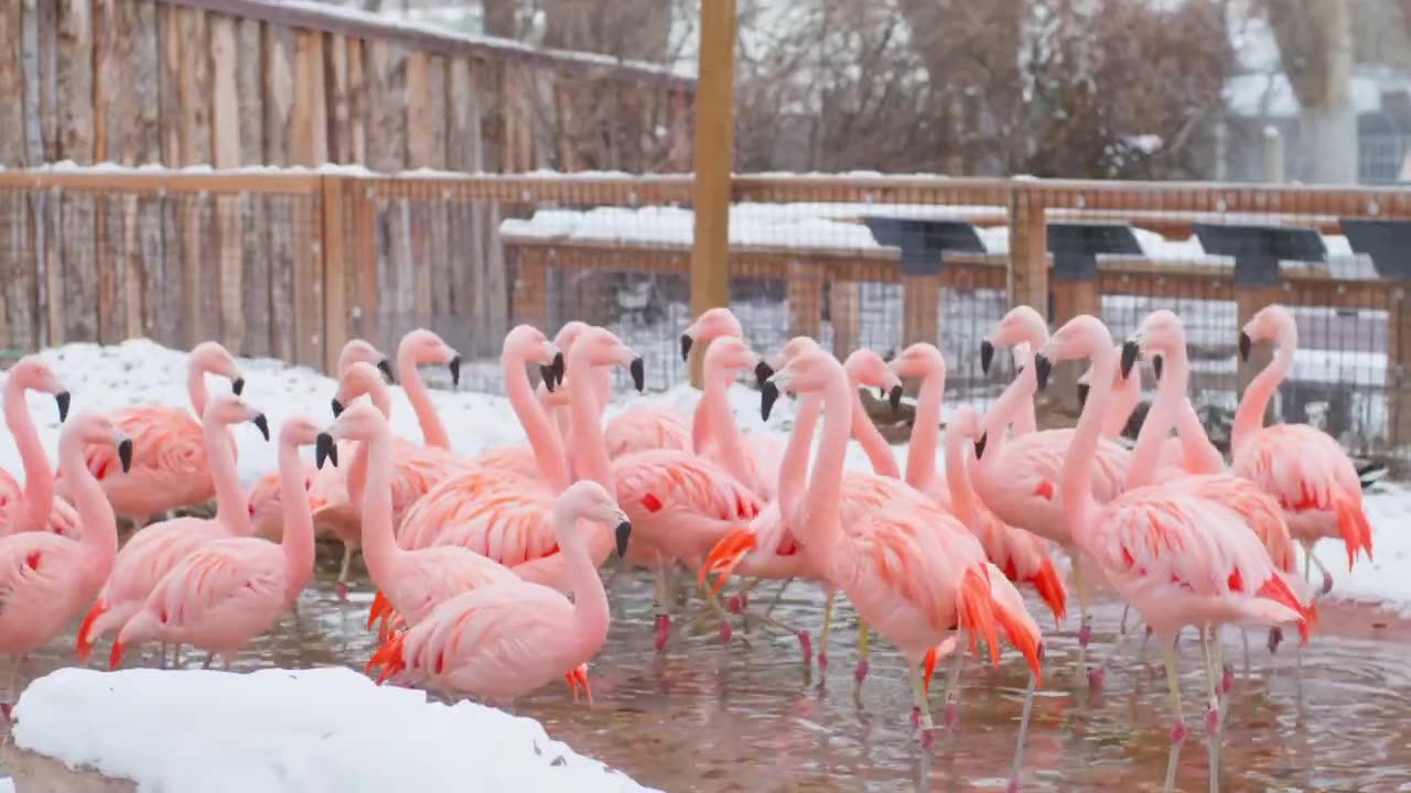 Winter at the Idaho Falls Zoo - What are our animals friends up to?