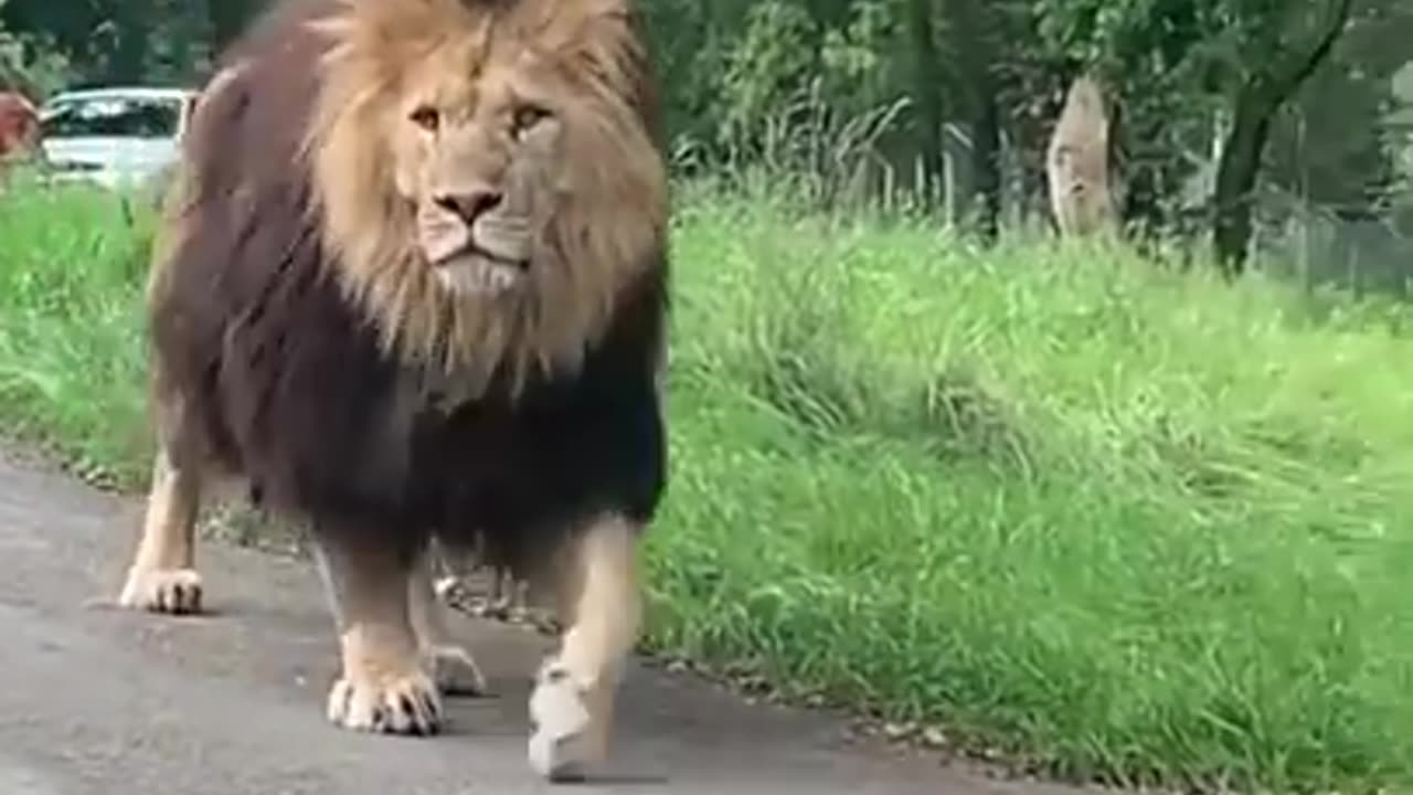 the lion
