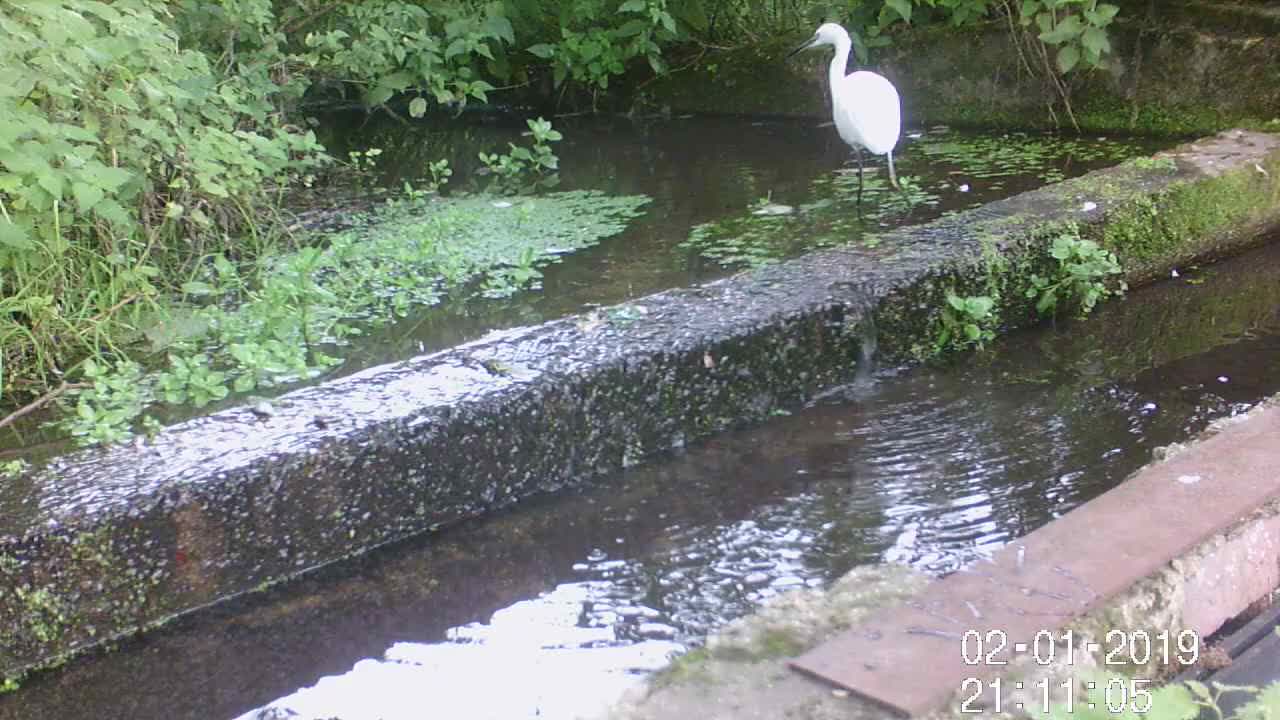 Little egret 2 21st Sept 2022