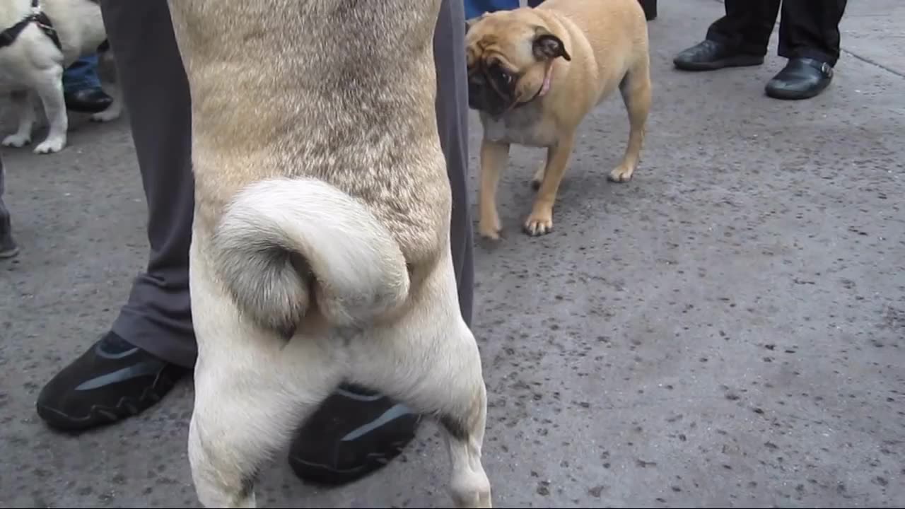 36 pugs cute cats funny animals