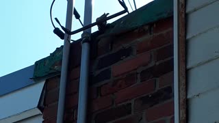 House sparrows. Spring 2023