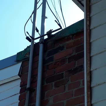 House sparrows. Spring 2023