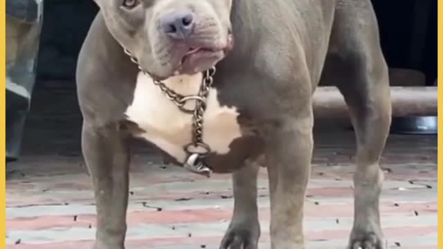 interesting funny dog | builder style dog