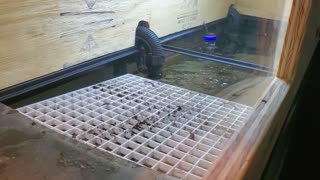 Turtle Tank Land and Water