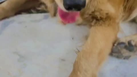 DOGS FUNNY VIDEO