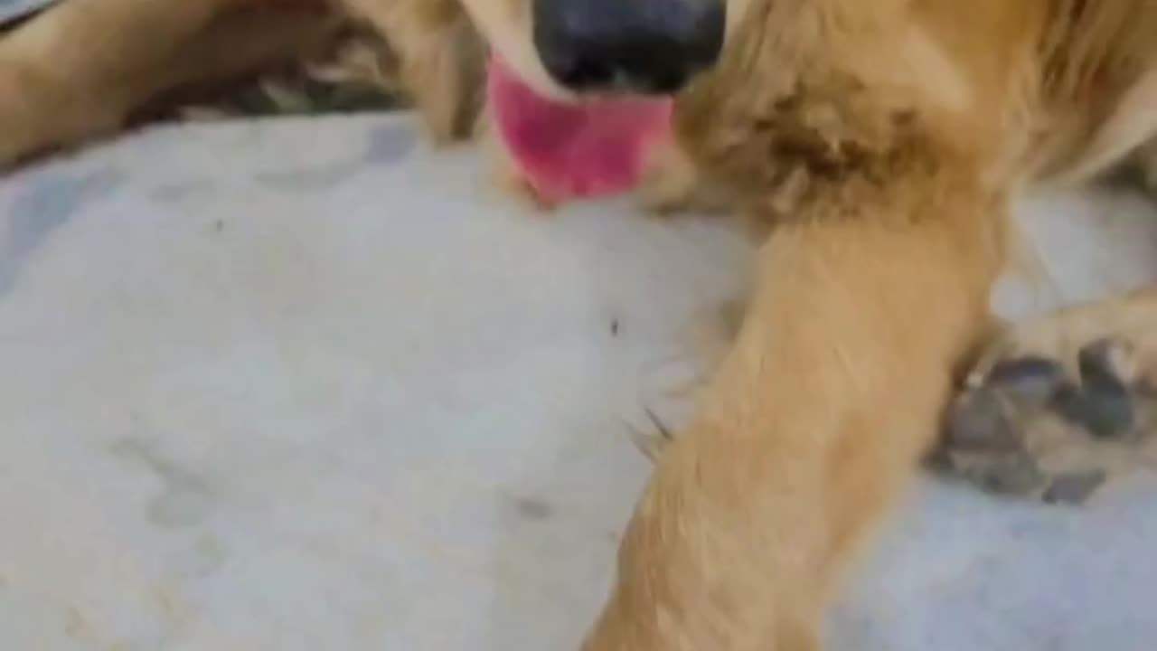 DOGS FUNNY VIDEO