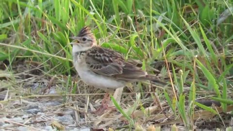 Suara Burung Skylark Berkicau merdu Di Alam Liar