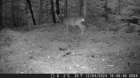 Deer at dusk in a forest near Bern - Reh in der Abenddämmerung in einem Wald bei Bern