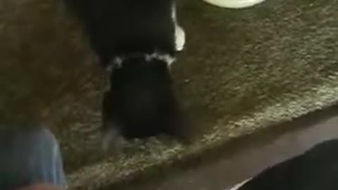 Feeding stray cat on back porch