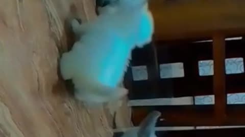 New born kittens, little guys