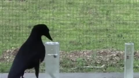 The lake is noted as a home to many birds.