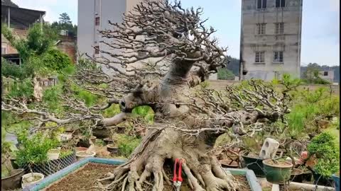 Ôi dáng #bonsai