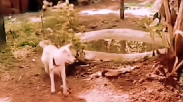Dog and cat funny video