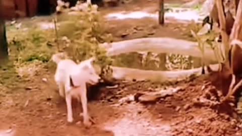 Dog and cat funny video