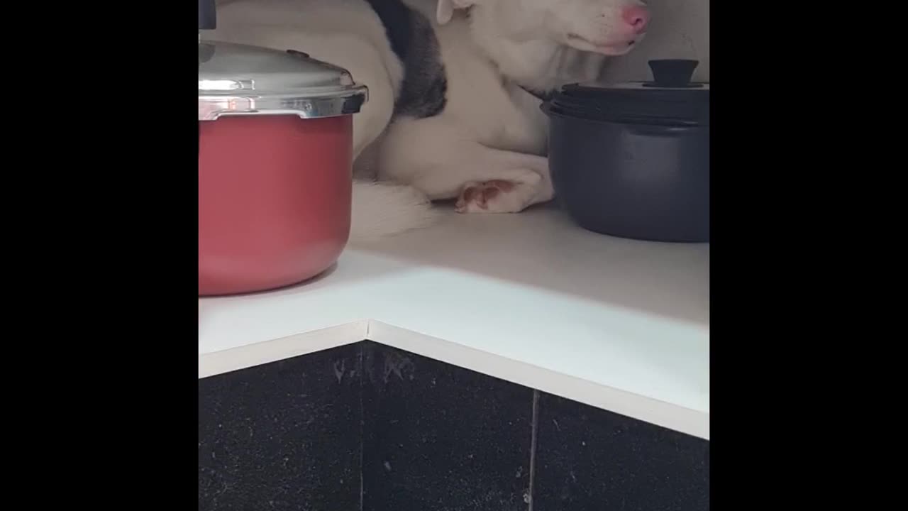 Blind Dog Hides in Cupboard During Thunderstorm