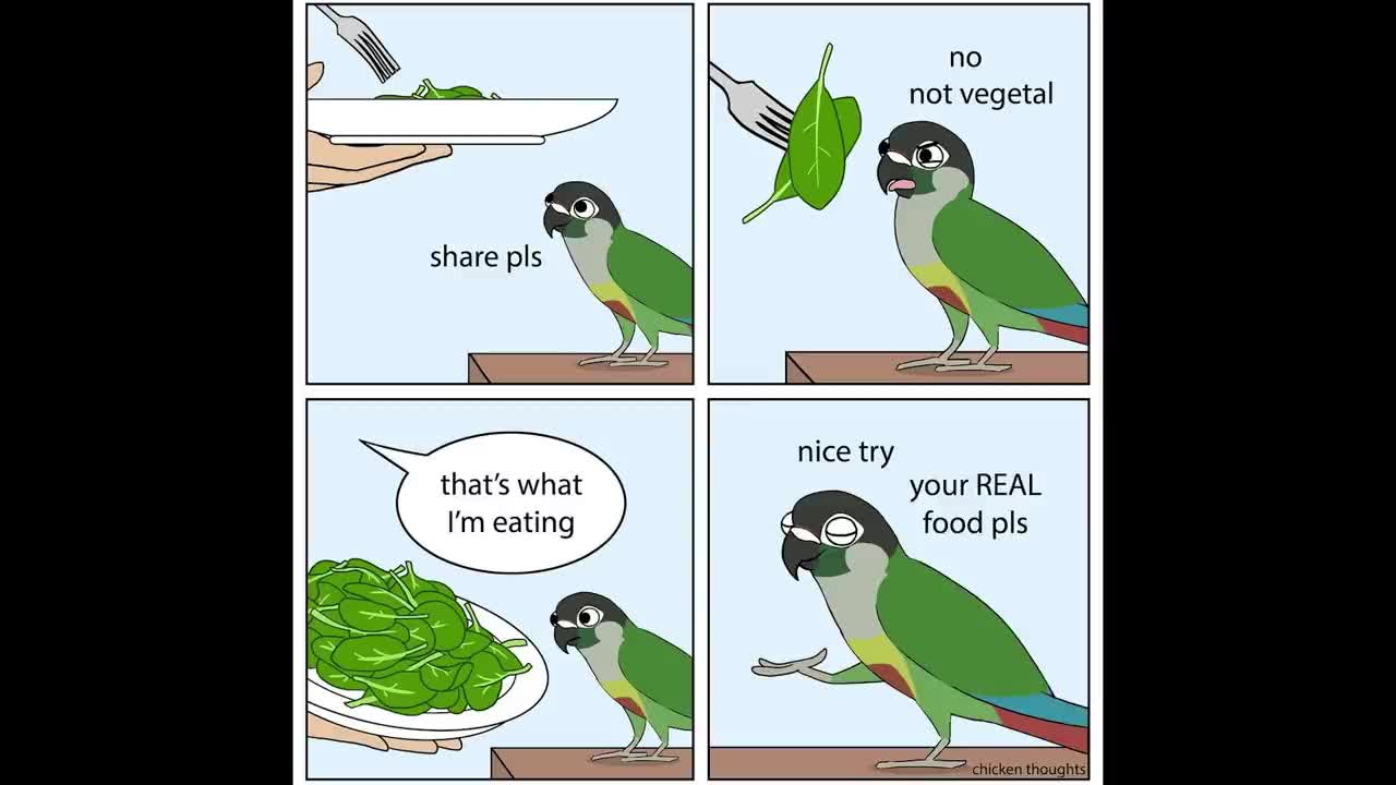 Funny Comics With A Parrot Twist