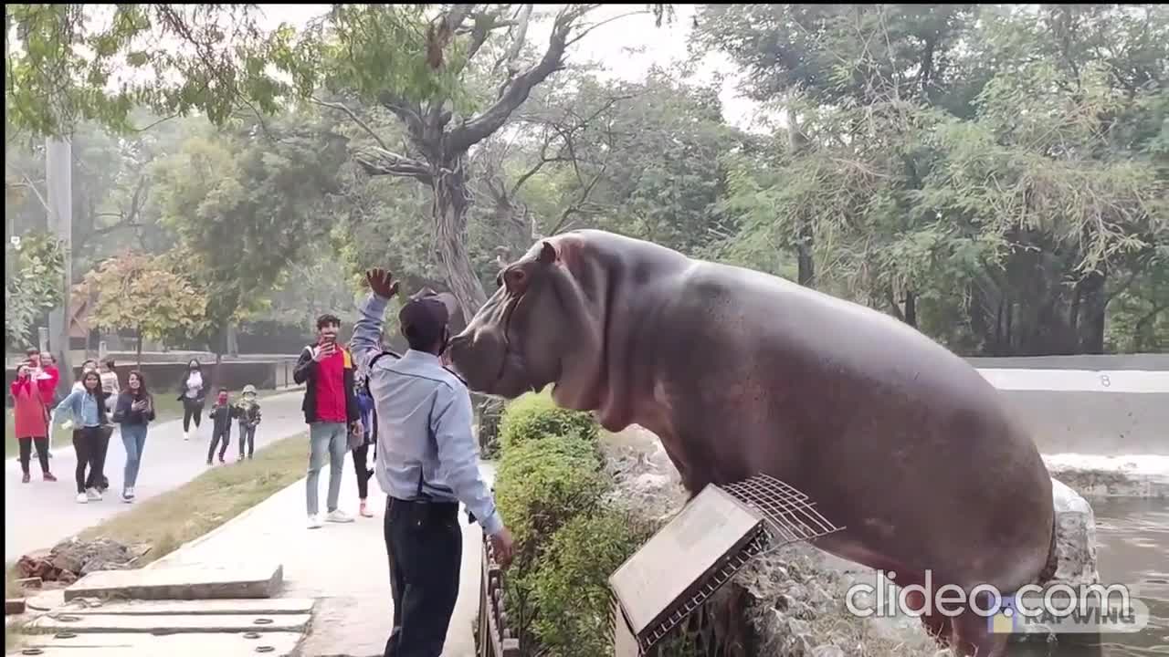 Hippo want to cum out | India zoo |