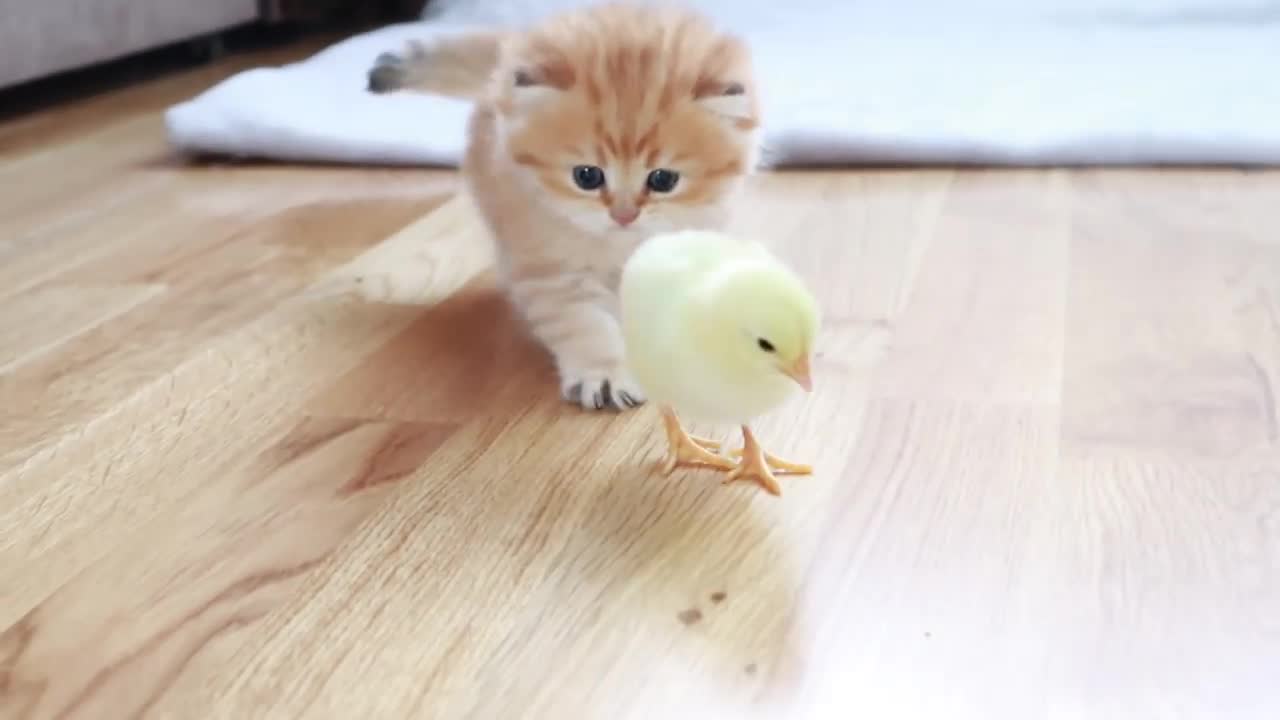 Fluffy orange meets with the yolk 🐥