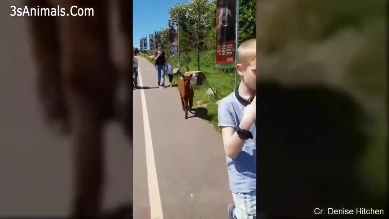 Funny Animals Scarring And Chasing People 2021 Compilation