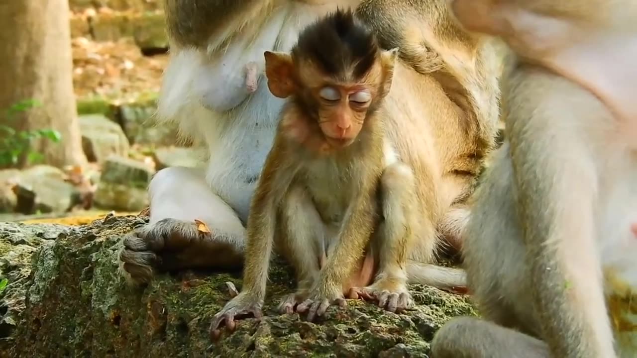 Little monkey is injured and weak, after falling down from the tree.